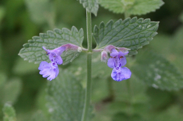 Nepta cataria