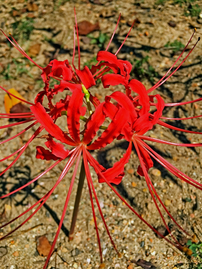 Nerine samiensis red bloom September Chatham County, NC