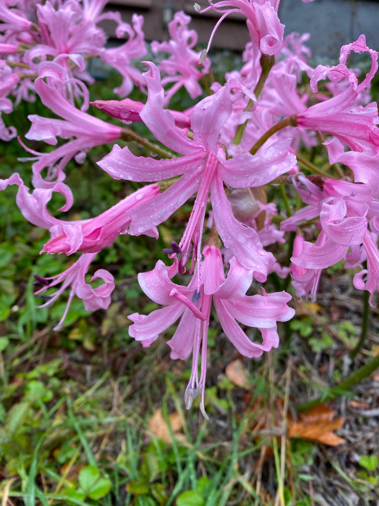 Nerine bowdenii flowers