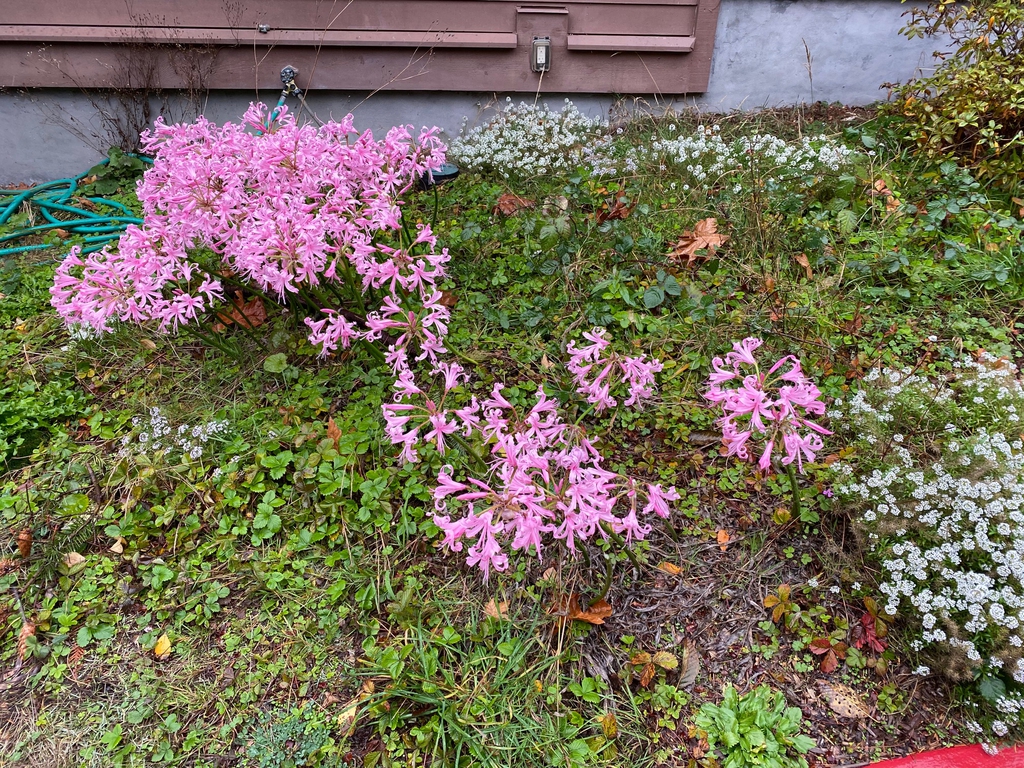 Nerine bowdenii whole plant