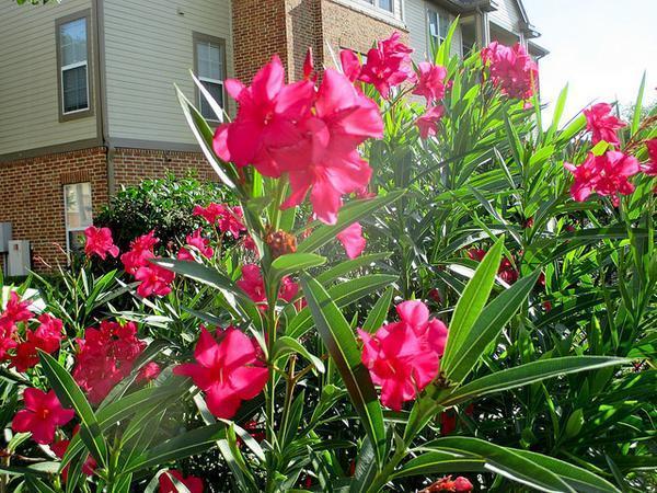 Nerium oleander