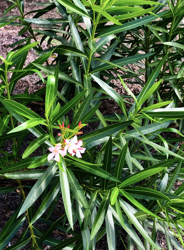 Vigorous shoots with narrow leaves. Clusters of pink flowers.