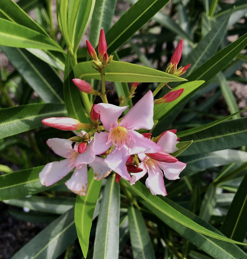 Narrow leaves & cluster of pinwheel-shaped, pink flowers