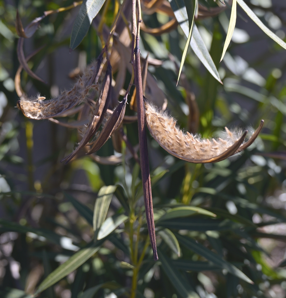 brown splitting seed pod with tiny seeds attached to disperse