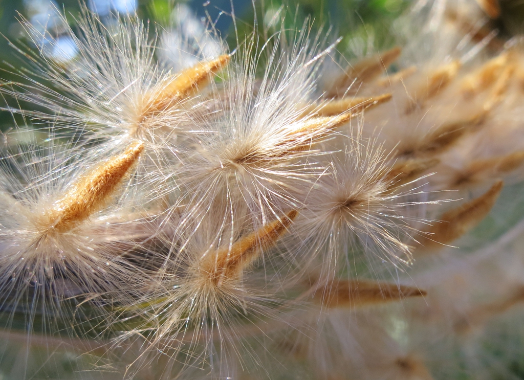 Seeds with tufts of tan hairs that aid in dispersal by wind.