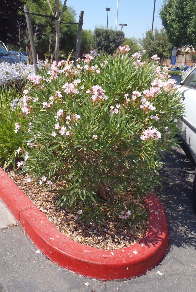 Dward shrub in parking lot. Clusters of light pink flowers.