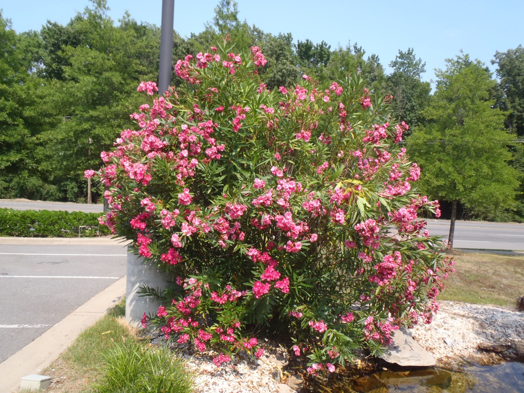 Rounded shrub with clusters of pink flowers.