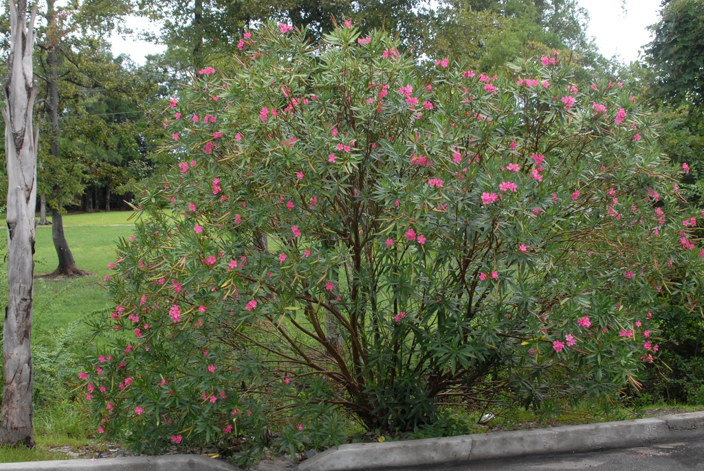 Rounded shrub with bright pink flowers.