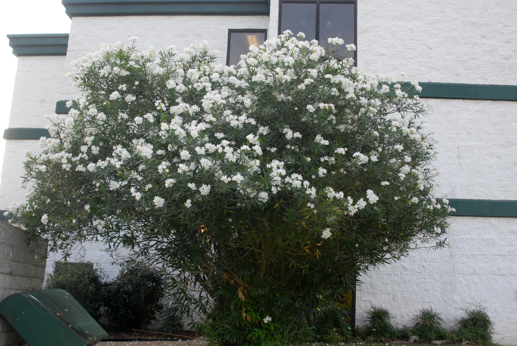 Rounded shrub with clusters of white flowers.