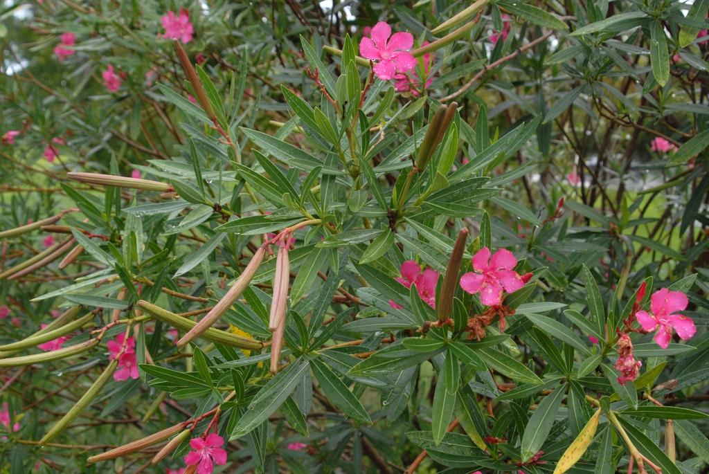 Narrow leaves, pink pinwheel flowers & narrow follicles.