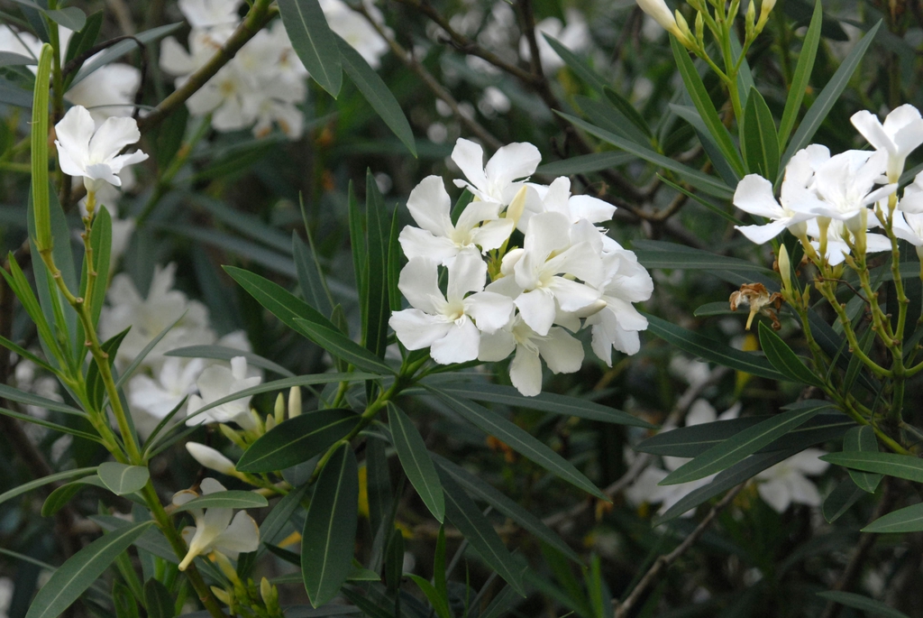 Close-up of foliage & clusters of white flowers.