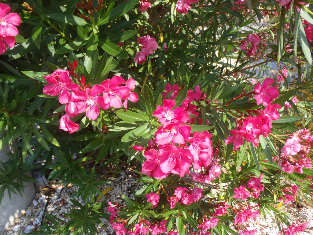 Close-up of foliage & clusters of pink flowers.