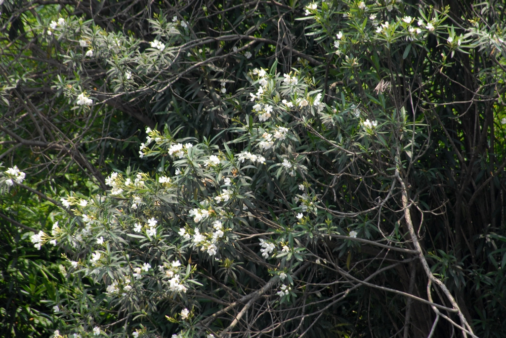 Shrub with narrow leaves and clusters of white flowers.