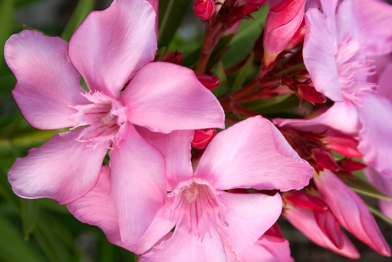 Pink flowers with corona around the mouth of the floral tube