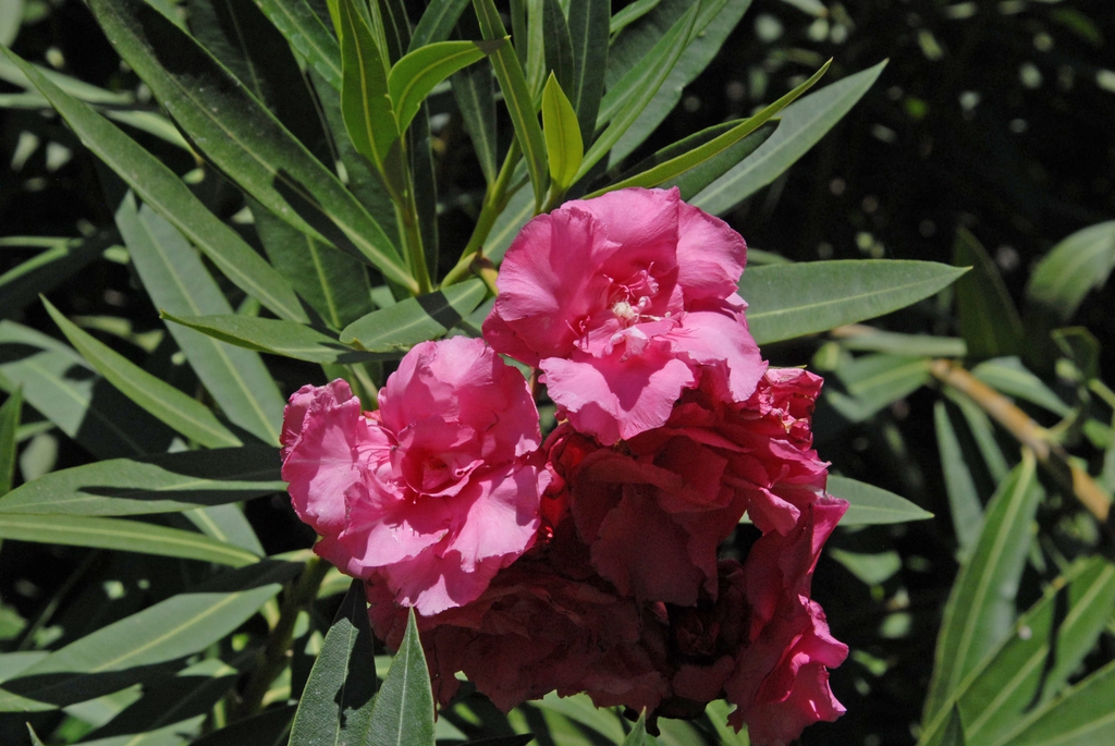 Close-up of foliage & clusters of pink flowers.