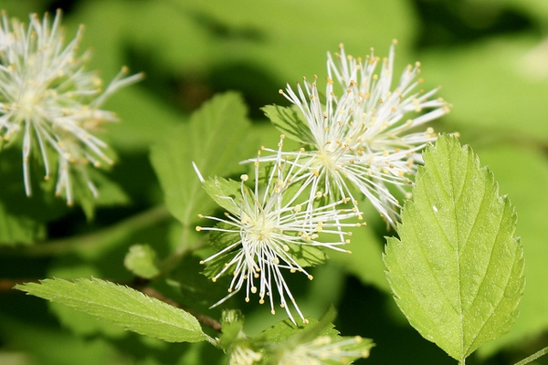 Neviusia alabamensis