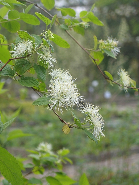 Neviusia alabamensis