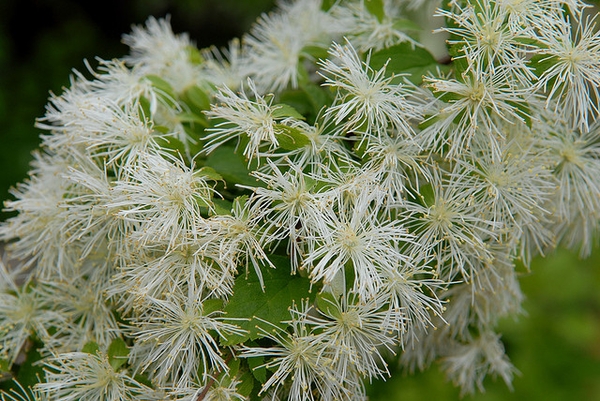 Neviusia alabamensis