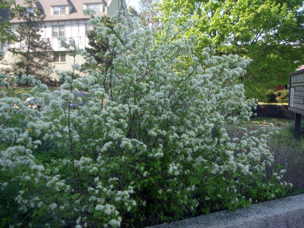 Flower Form
