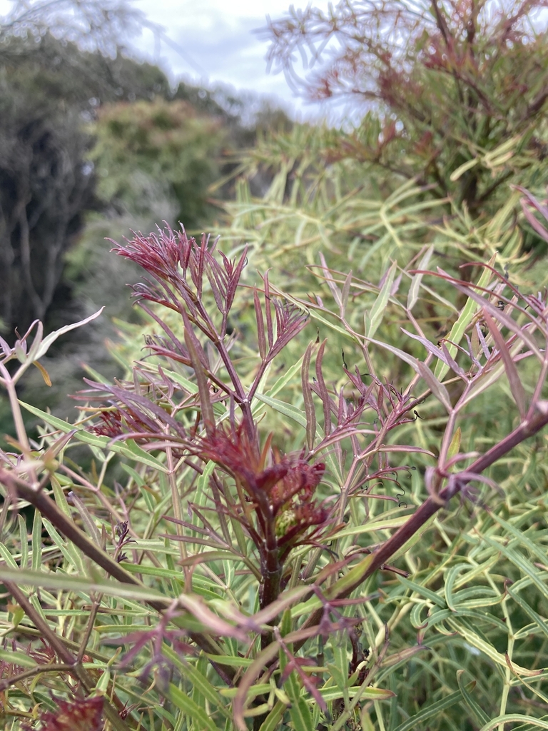 Reddish new leaf growth in October in Victoria, Australia
