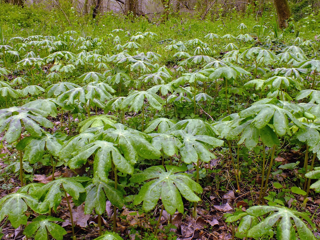 Podophyllum peltatum