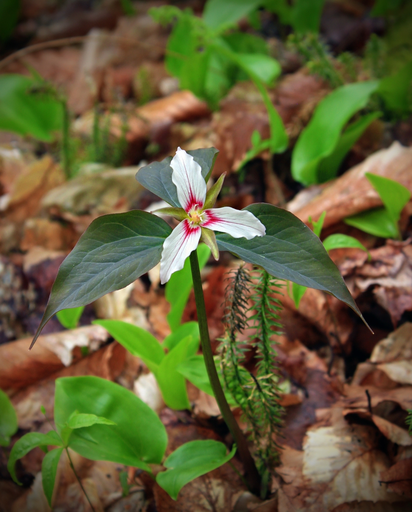 Flower and bracts