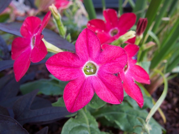 Star shaped flowers