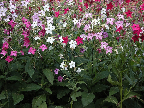clusters of white, pink, or dark pink flowers.