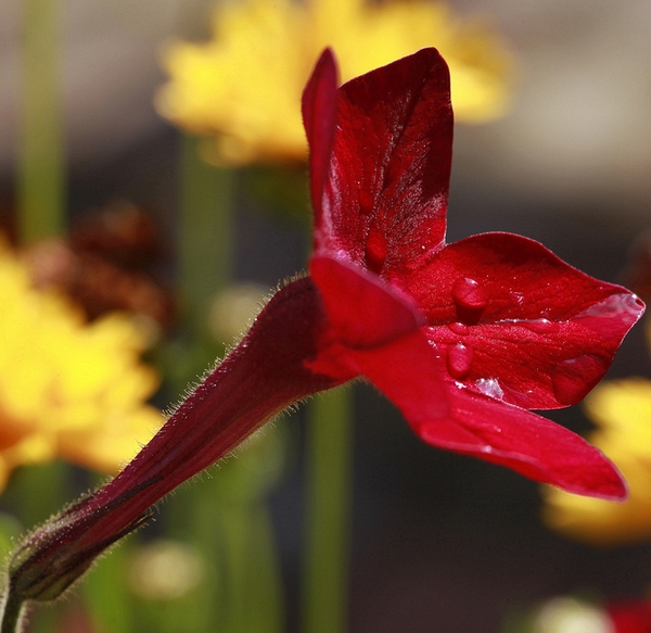 Tubular flowers with star shaped petals on the front side.