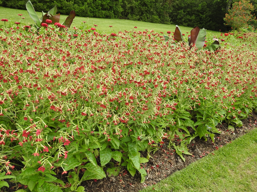 Nicotiana 'Baby Bella Antique Red' mass planting
