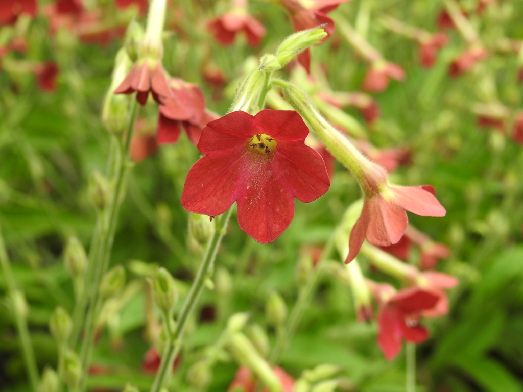 Nicotiana alata 'Baby Bella Antique Red'