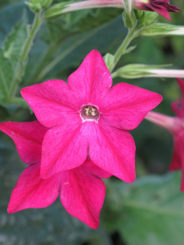 Crimson star-shaped flowers.