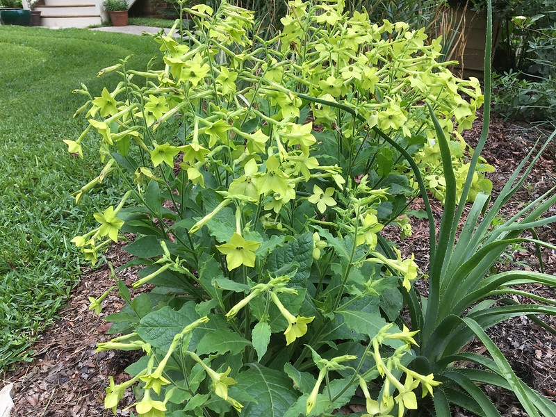 Clusters of green tubular flowers.