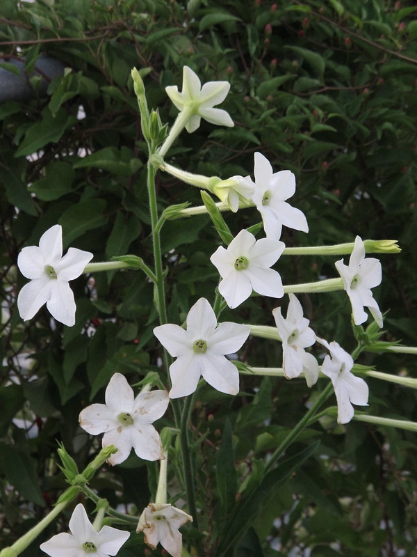 Clusters of white tubular flowers.