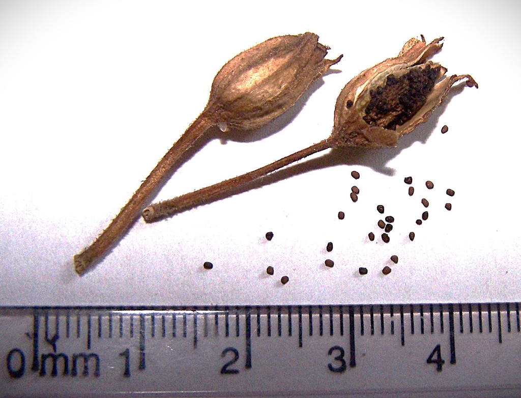 Dry brown seed pods and seeds in August in Durham County, NC