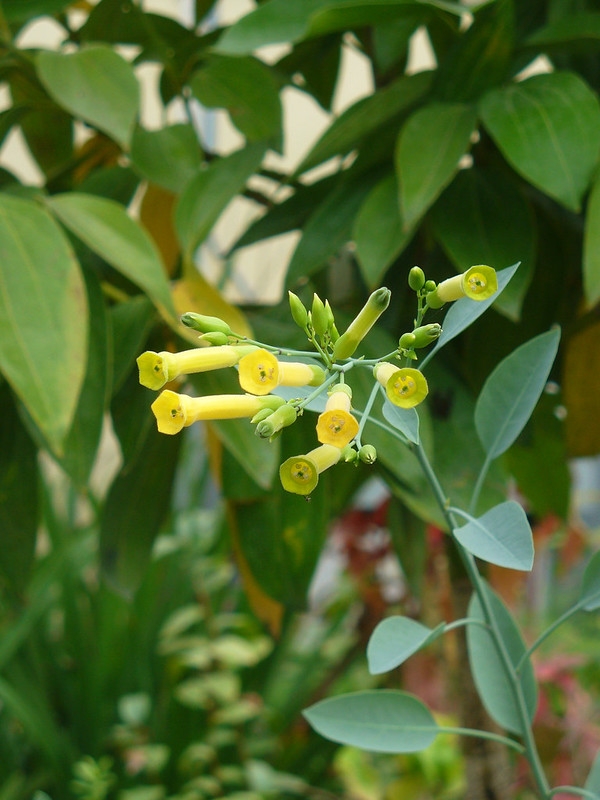 Yellow tubular flowers with narrow mouth. Glaucous foliage.