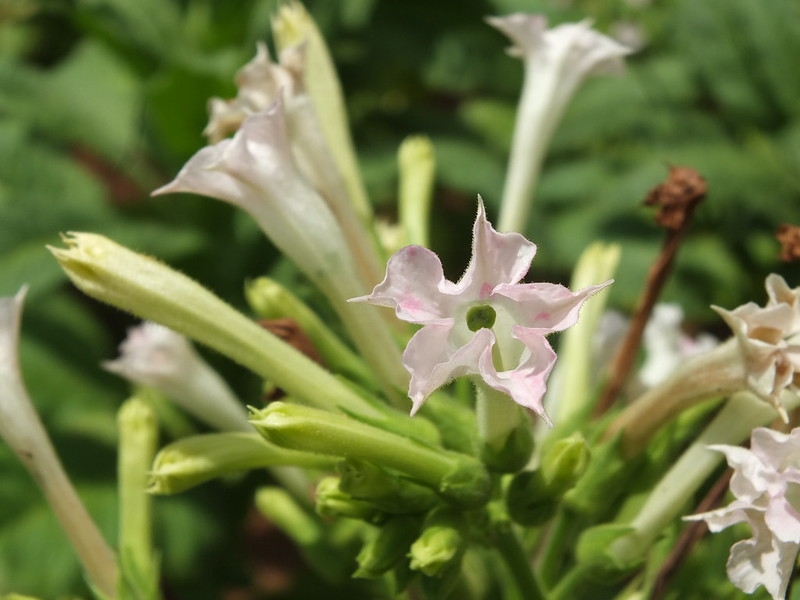 Pale pink tubular flowers
