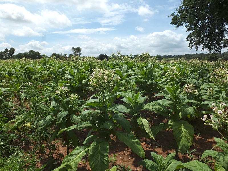 Large leaves borne along upright stems.