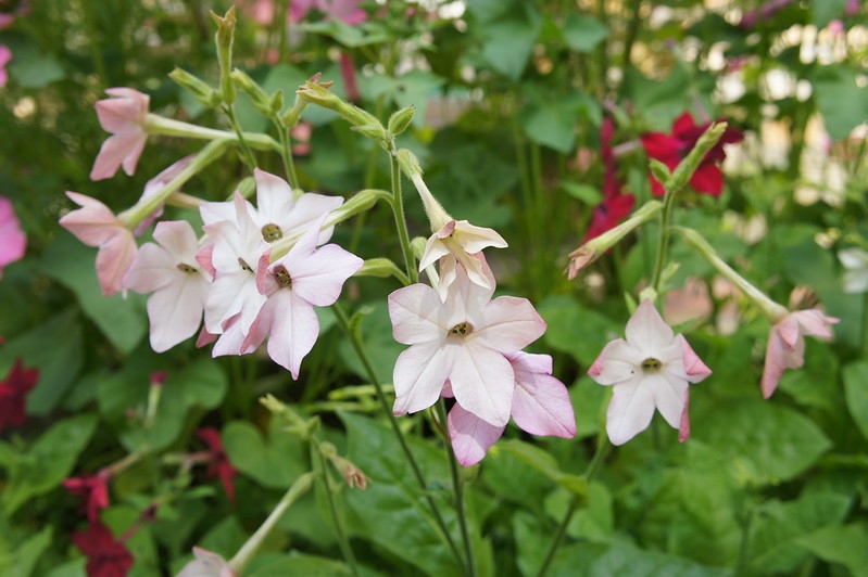 Pale pink tubular flowers