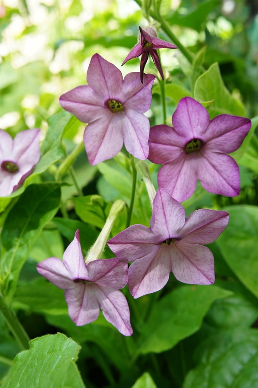 dusty rose pink tubular flowers