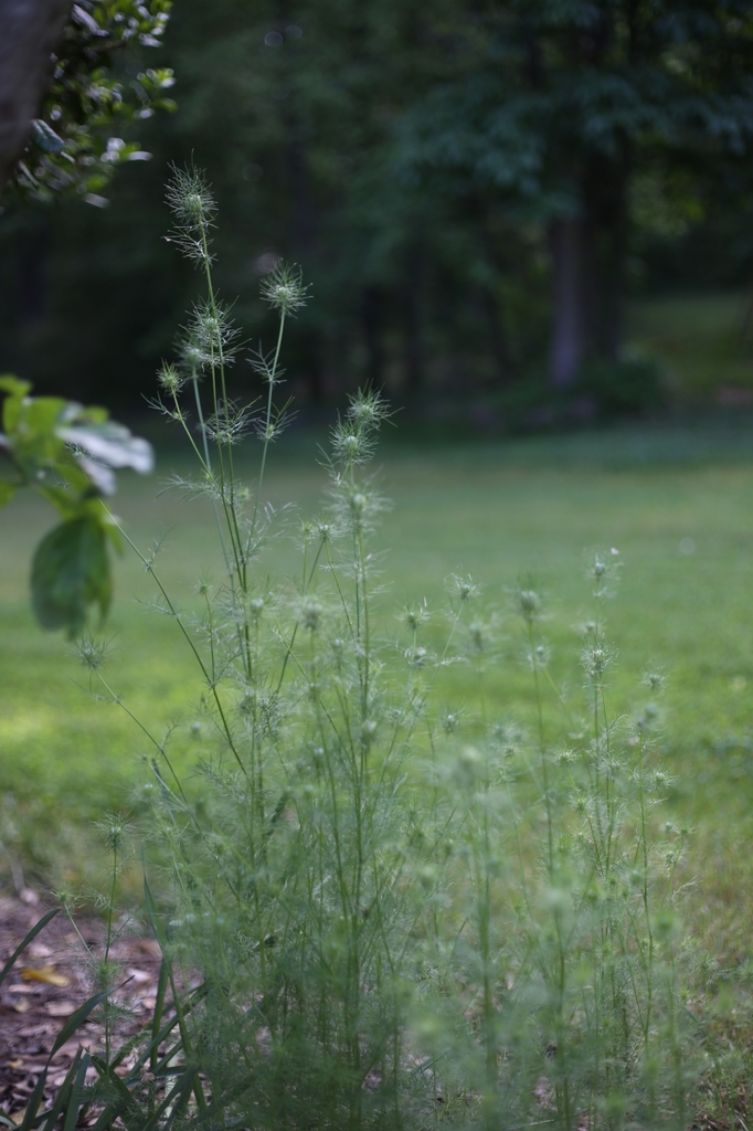 Nigella damascena