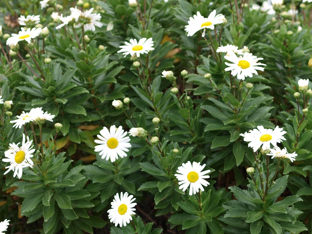 White-with-yellow eye daisy flowers