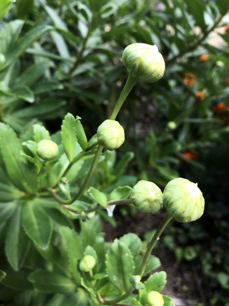 Nipponanthemum nipponicum