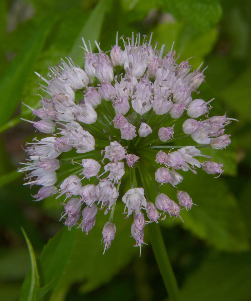 Allium cernuum