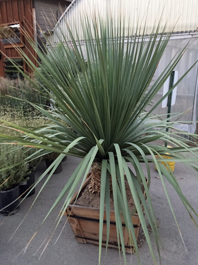 Form