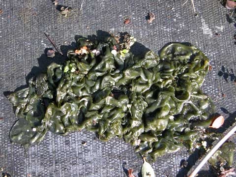 Nostoc spp.