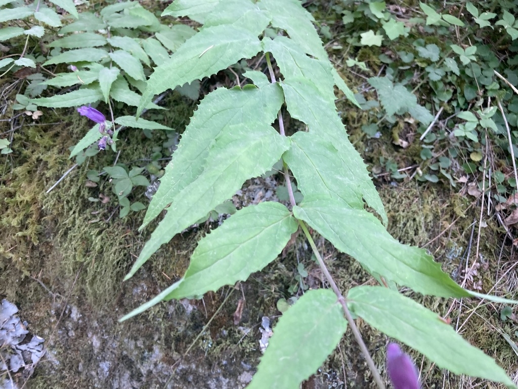 Leaves and stem