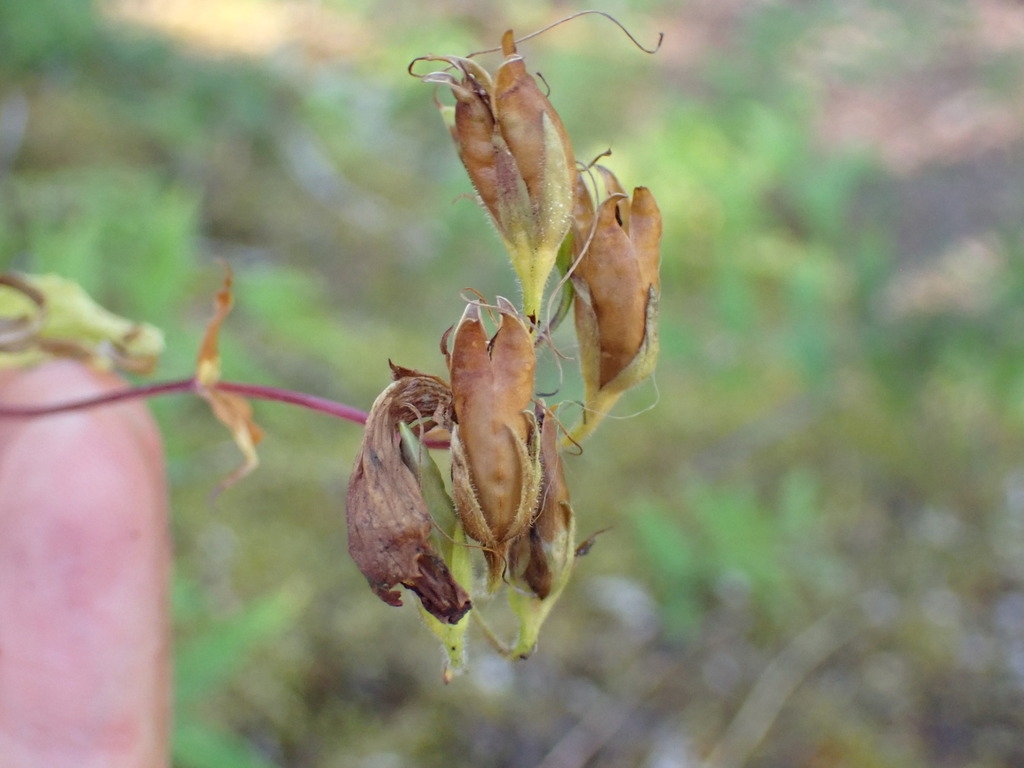 Capsules
