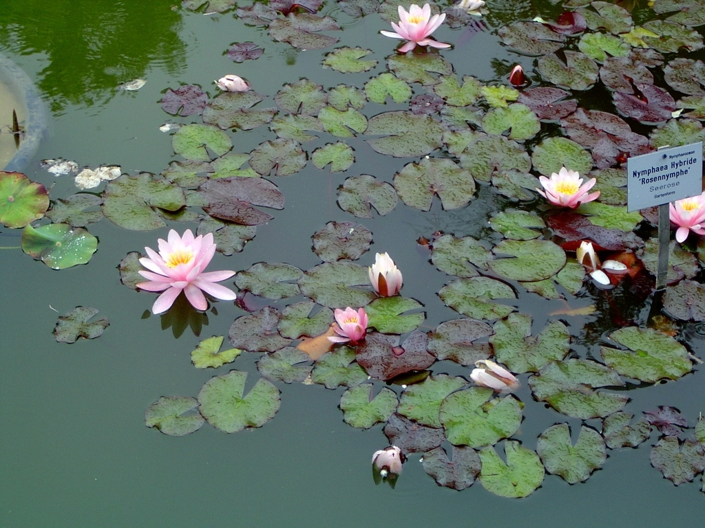 'Rosennymphe' Pink flowers and reen leaves in a pond