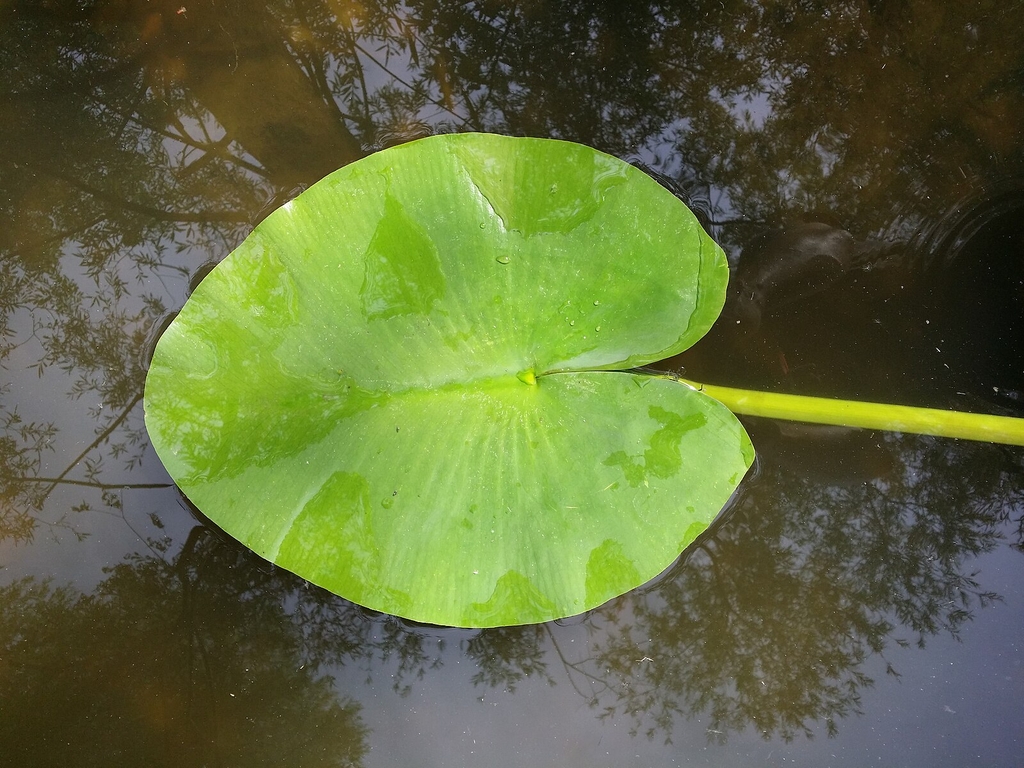 Green leathery floating leaf